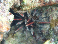 Eucidaris tribuloides