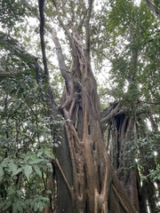Ficus aurea