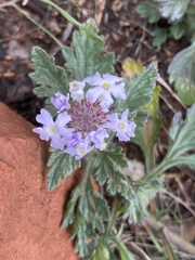 Glandularia gooddingii