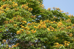 Paubrasilia echinata