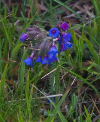 Pulmonaria