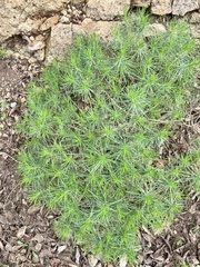 Plantago arborescens