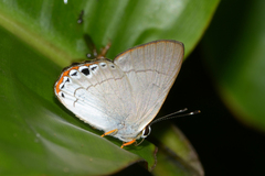 Euselasia baucis