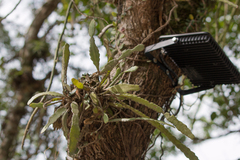 Epiphyllum phyllanthus
