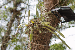 Epiphyllum phyllanthus