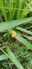Tegosa anieta