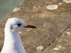 Chroicocephalus ridibundus