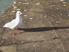 Chroicocephalus ridibundus