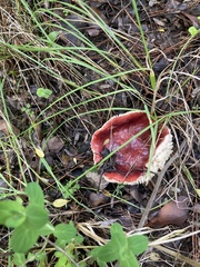 Russula