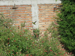 Chlorostilbon lucidus