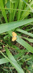 Tegosa anieta