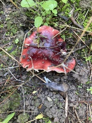 Russula