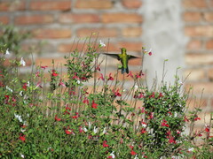 Chlorostilbon lucidus