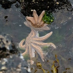 Stichaster australis
