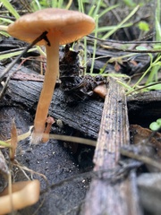 Psathyrella