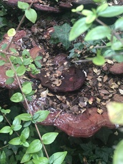 Suillellus amygdalinus