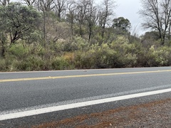 Didelphis virginiana