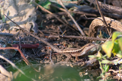 Sceloporus siniferus