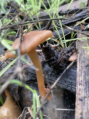 Psathyrella