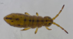 Isotomurus palustris