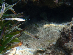 Halichoeres maculipinna