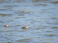 Podiceps major