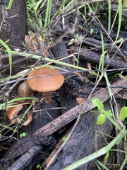 Psathyrella