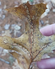 Macrodiplosis qoruca