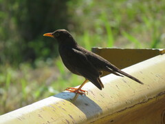 Turdus chiguanco