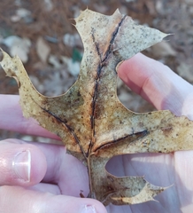 Macrodiplosis qoruca