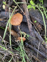 Psathyrella