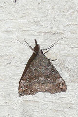 Hypena obsitalis