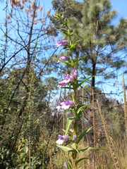Penstemon gentianoides