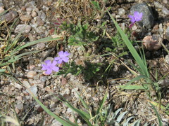 Glandularia