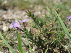 Glandularia