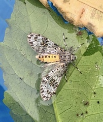 Eucereon myrina