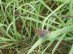 Hypolycaena