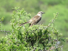 Mimus saturninus