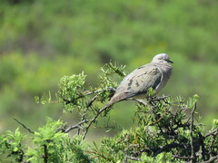 Zenaida auriculata