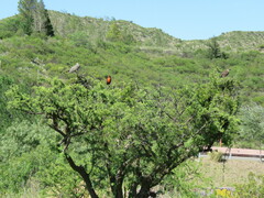 Zenaida auriculata