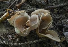 Otidea alutacea