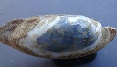 Venustaconcha ellipsiformis