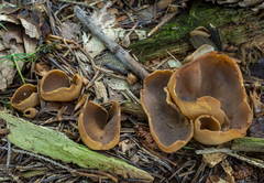 Otidea alutacea