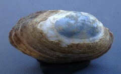 Venustaconcha ellipsiformis