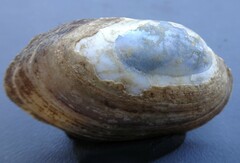 Venustaconcha ellipsiformis