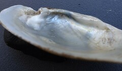 Venustaconcha ellipsiformis