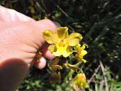 Cyrtopodium flavum