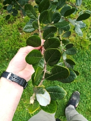 Feijoa sellowiana