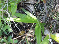 Cyrtopodium flavum