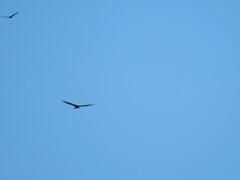 Cathartes aura